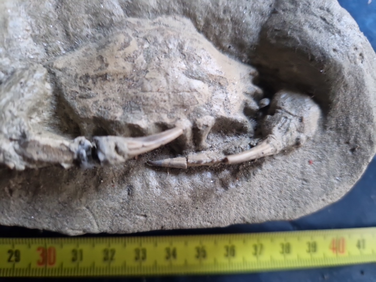 MASSIVE, LARGE, fossil CRAB from Java, Indonesia good details, great claws!