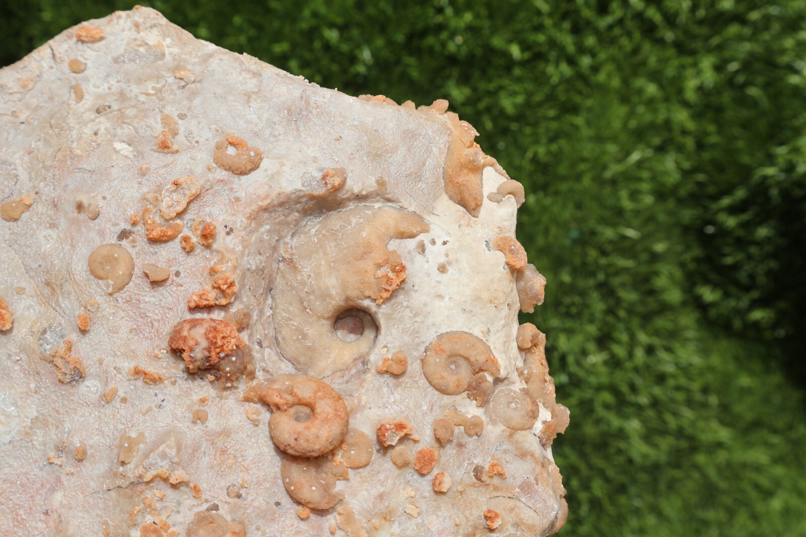 Cretaceous Douvilleiceras And Gastropods Fossil Plate From Morocco Marine Fossil