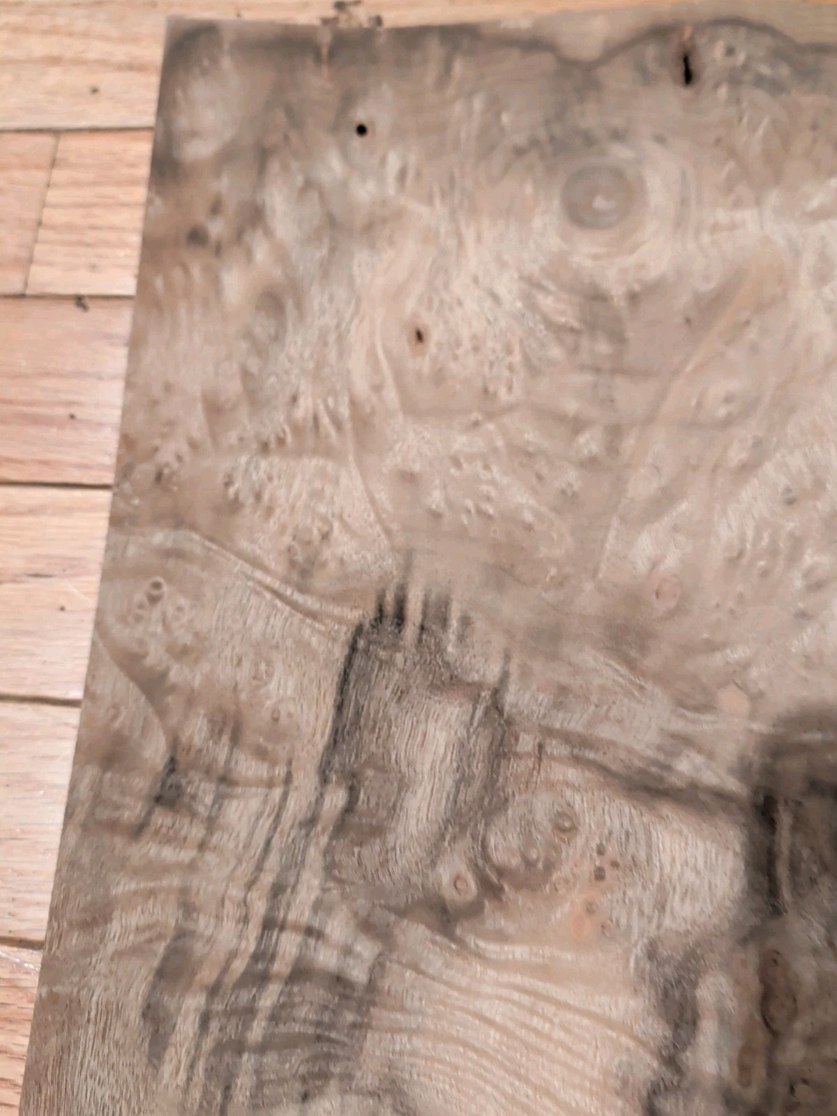 Myrtlewood burl veneer 2 pieces 18 1/4" x 11 5/8" each wood 1/42" raw