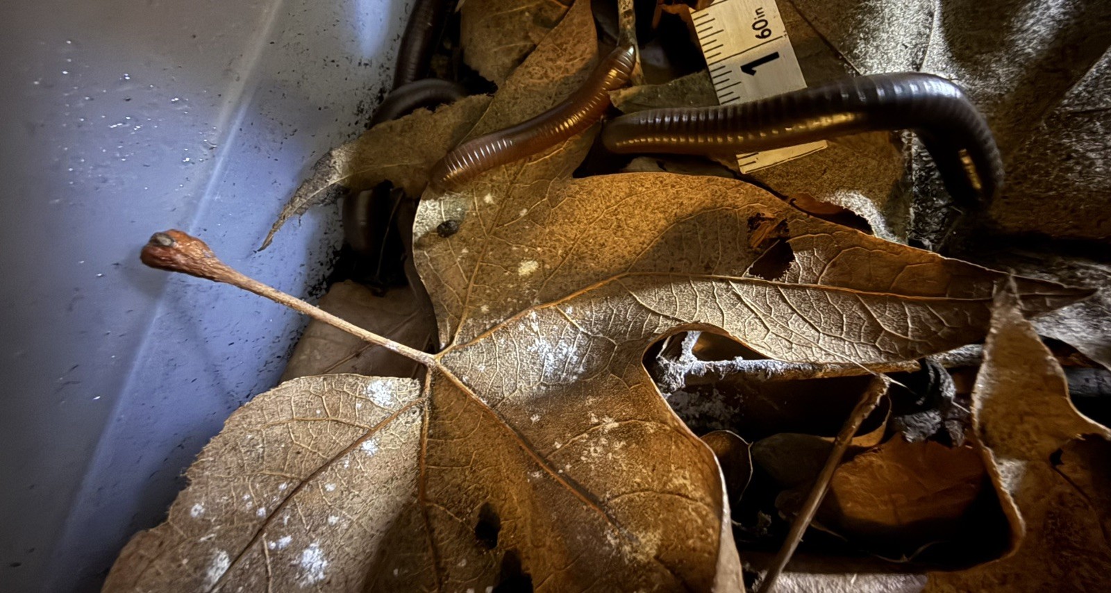 UV REACTIVE Hiltonius Pulchrus Millipede 5 Compost Classroom Pet Millipede Only