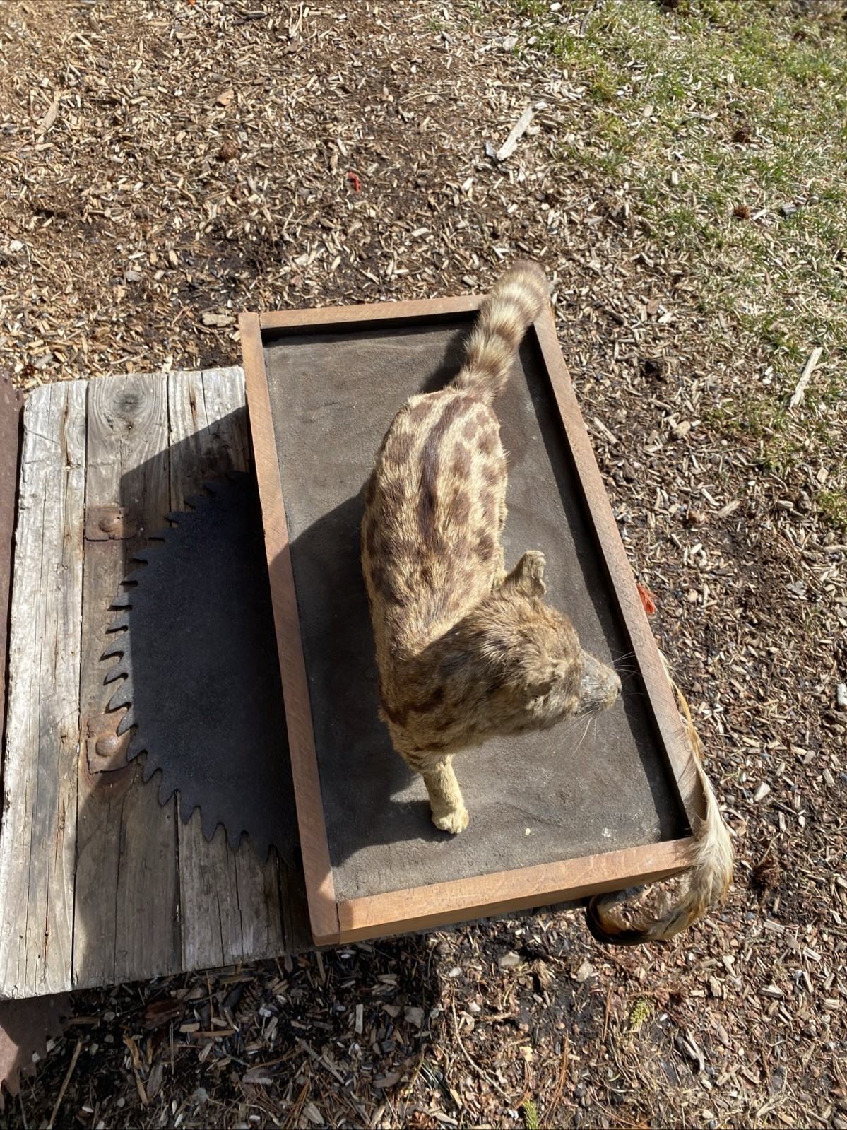 Super Cool African Genet Cat Standing Mount Taxidermy Exotic Decor