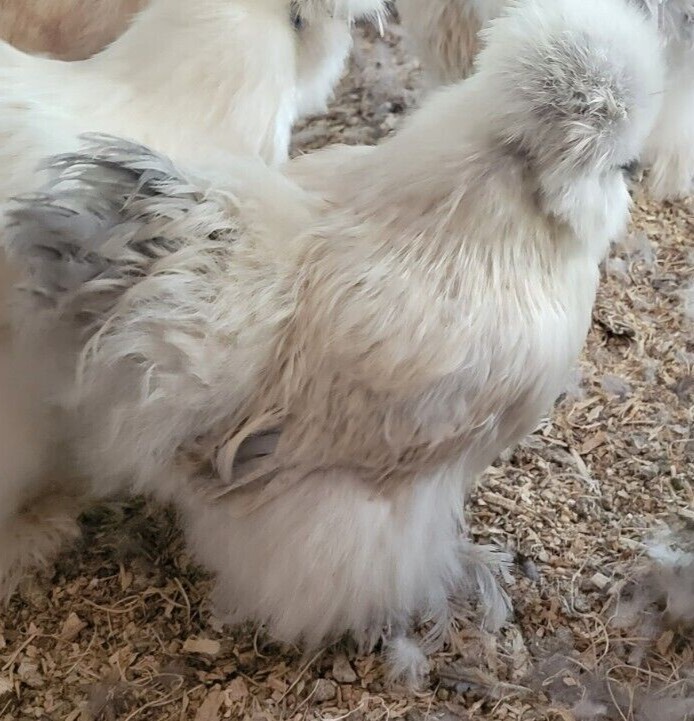 (6) Show Quality Silkie Bearded & Crested Fertile Hatching Eggs, Shipped in Foam
