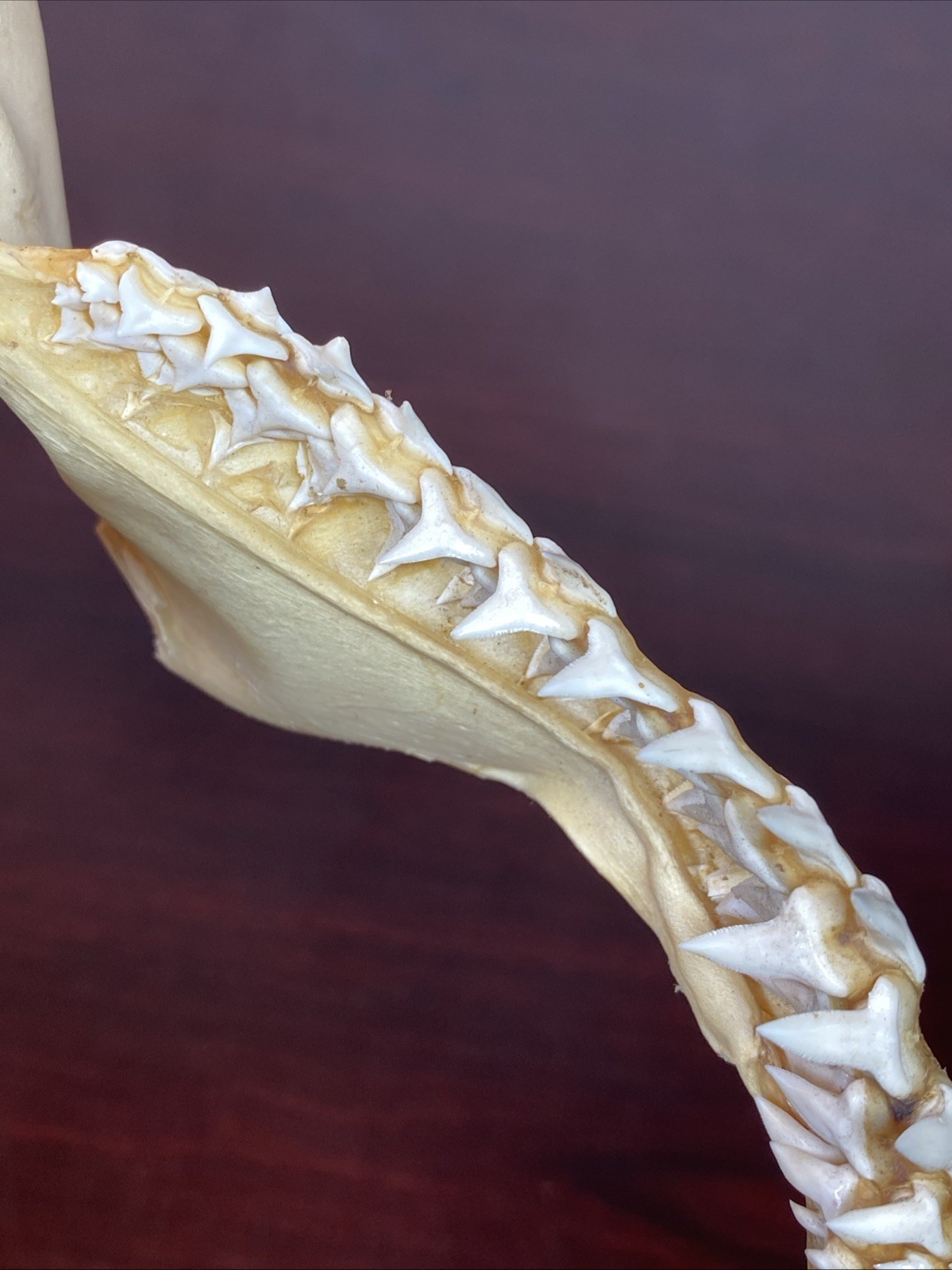 Vintage Bull Shark Jaw Taxidermy 4 Rows Of Teeth 9.5” Wide x6.25” Nautical Decor
