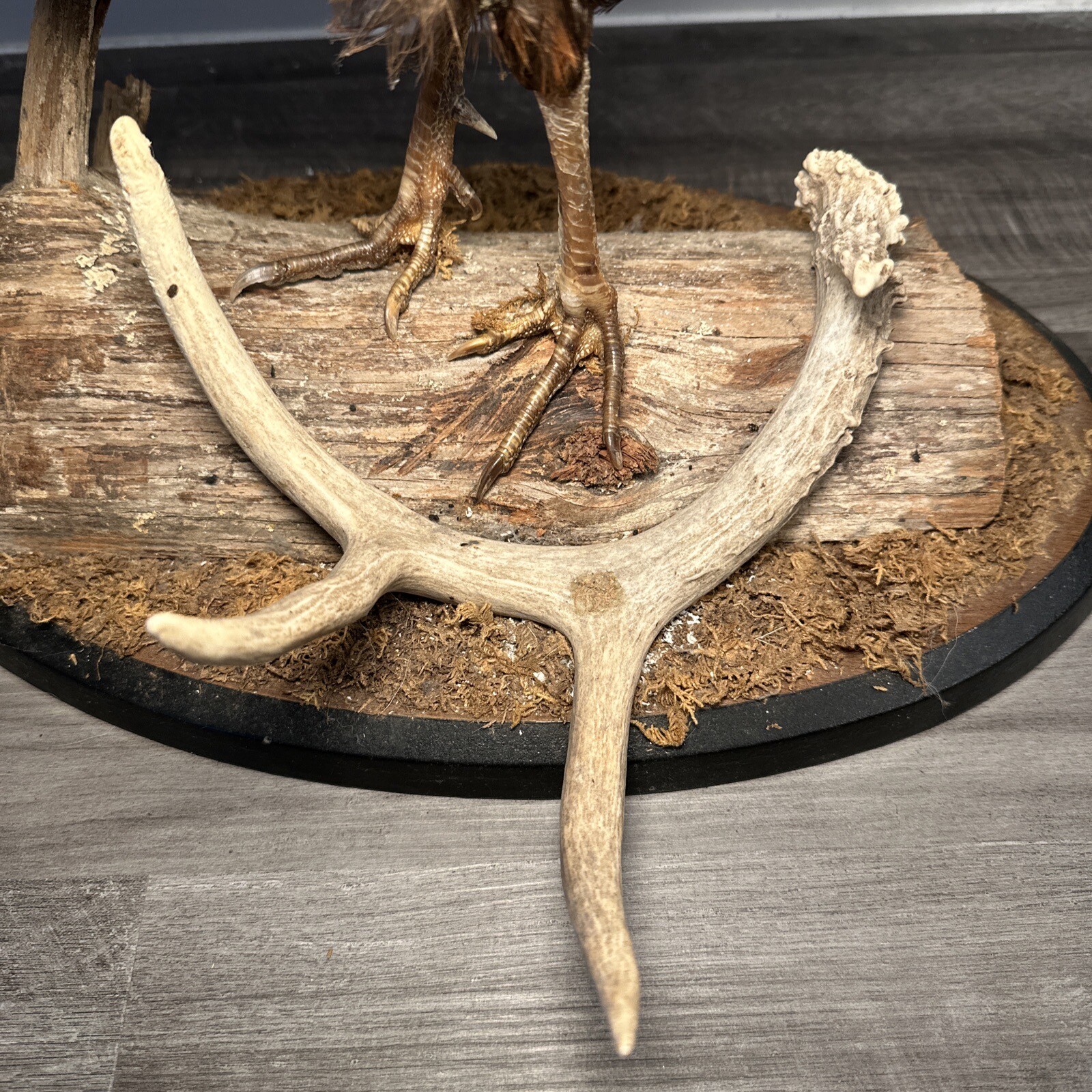 Pheasant Ring Neck Taxidermy Table / Shelf Display Mount