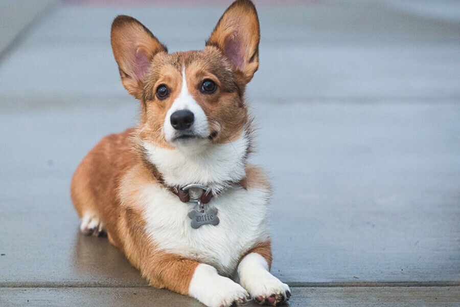 PET ID TAG CUSTOM ENGRAVED PERSONALIZED DOG CAT NAME TAGS DOUBLE SIDE