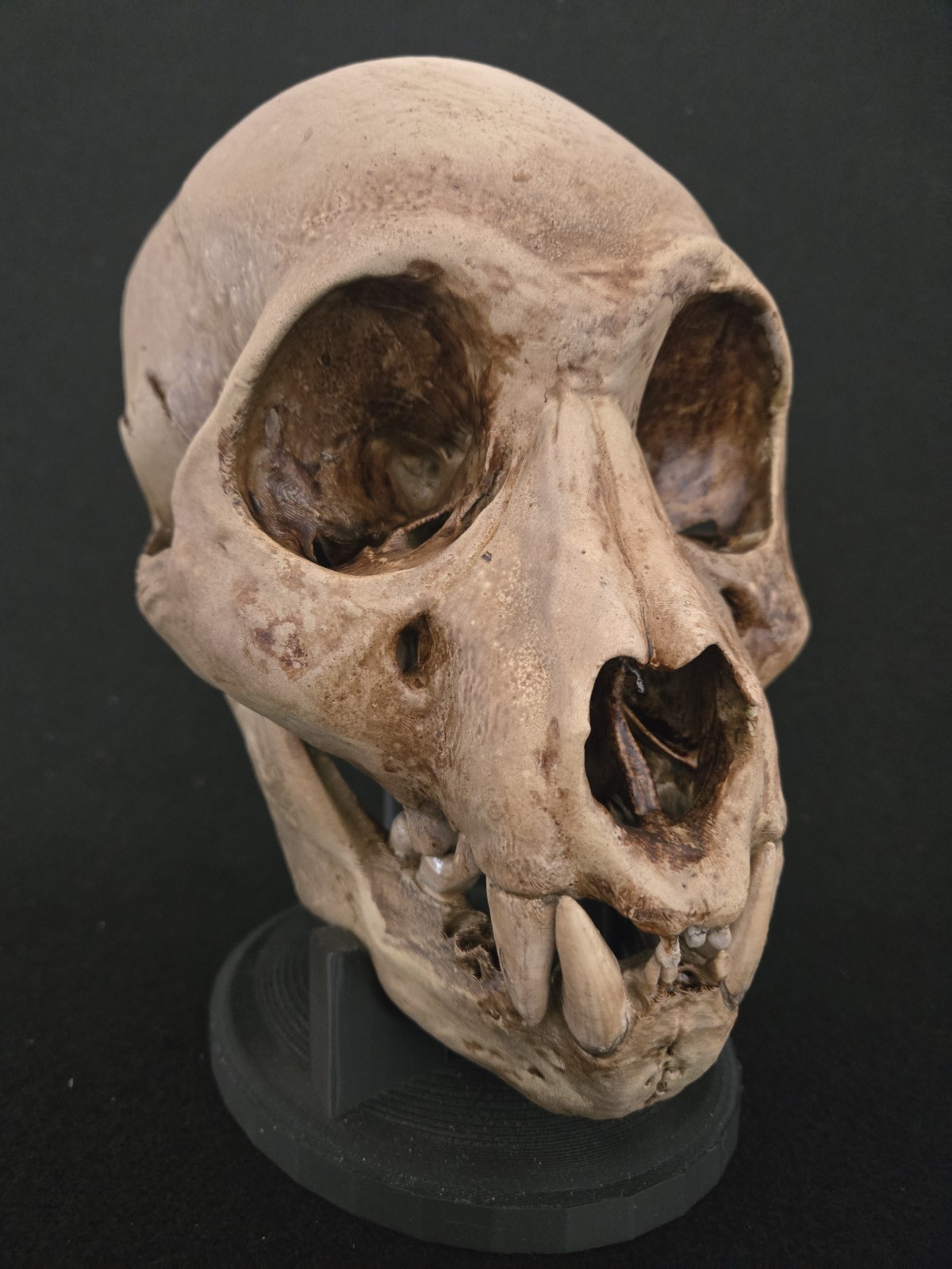 Bigfoot Skull Realistic "Large"