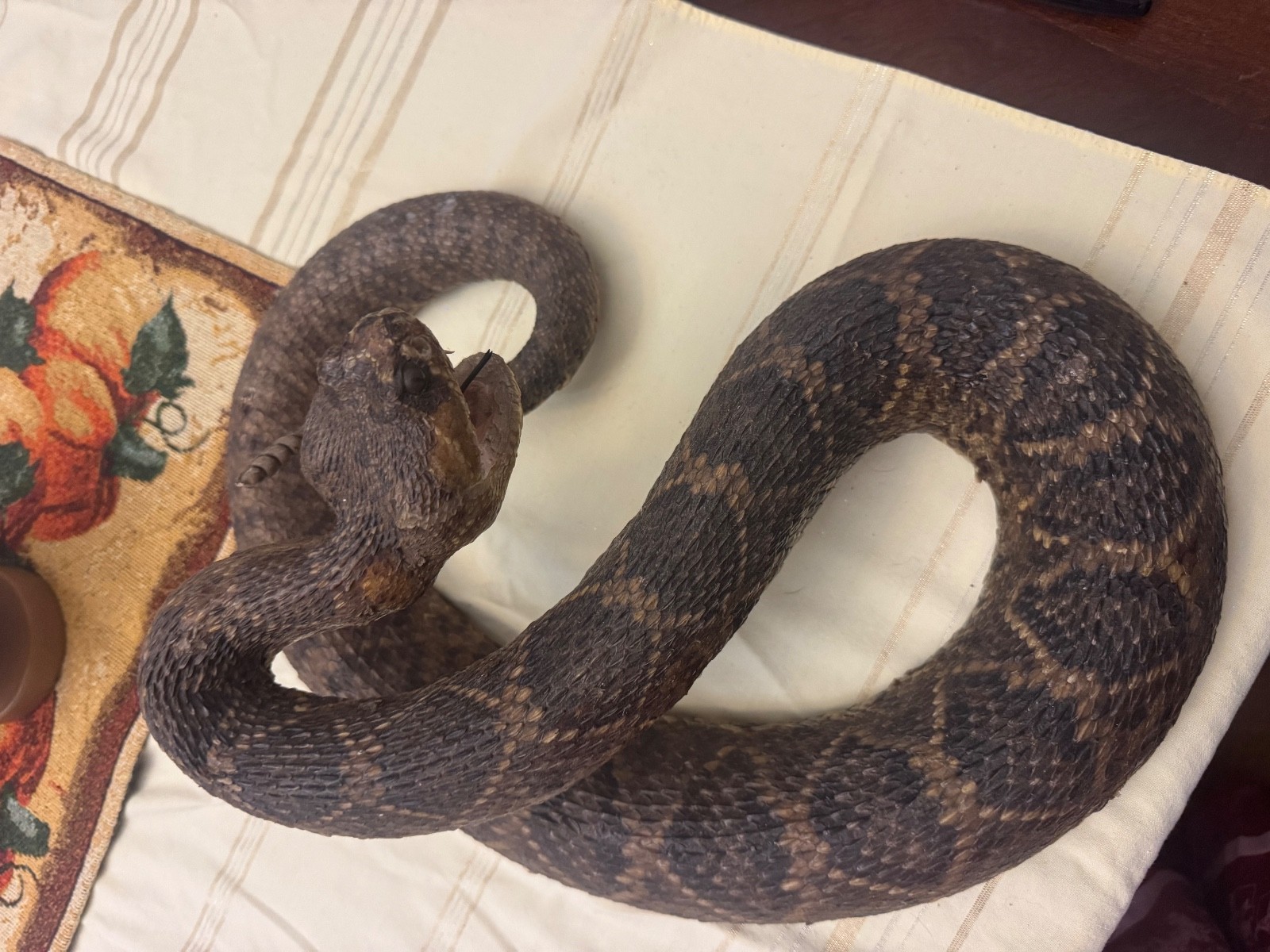 Vintage 53” eastern diamondback rattlesnake taxidermy mount Crotalus adamanteus