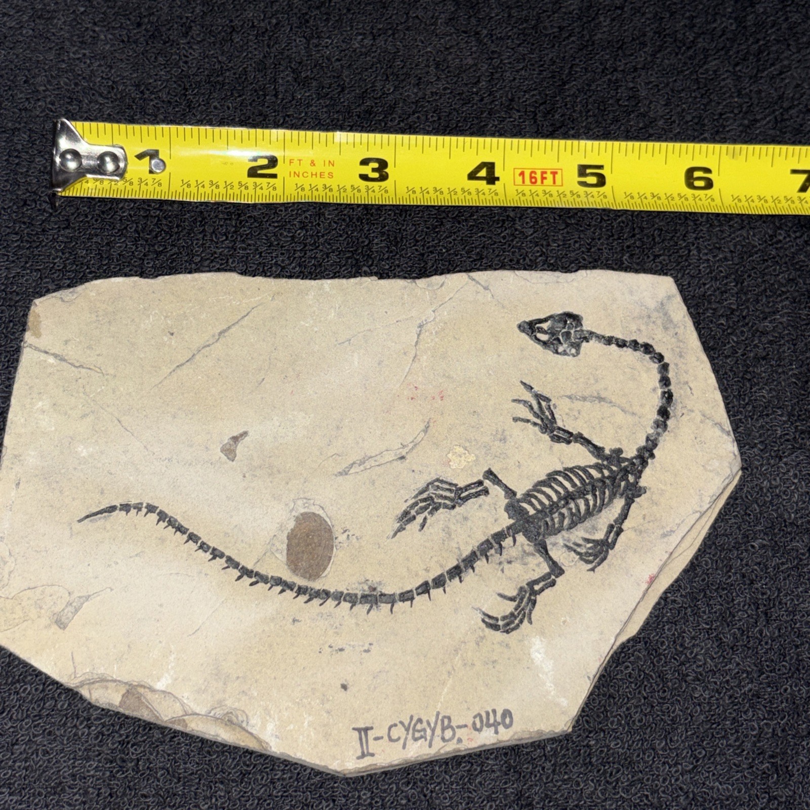 Keichousaurus (?) Fossil Bought As Real, Probably Cast. China