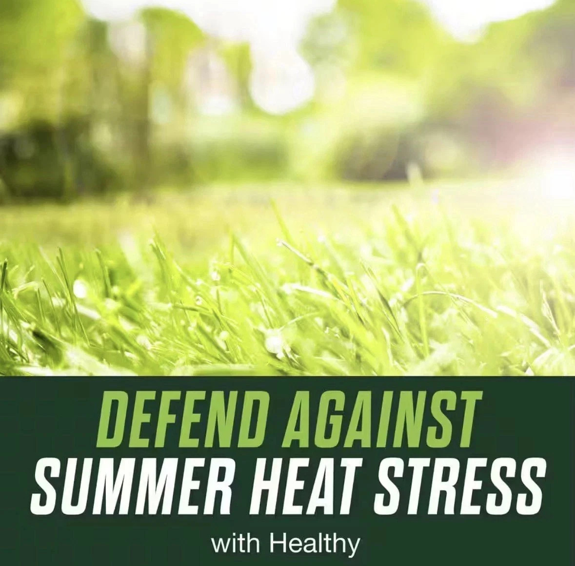 SCOTTS Healthy Plus Turf Builder Lawn Food Fertilizer - 4,000 SQ FT (13.7 LBS.)