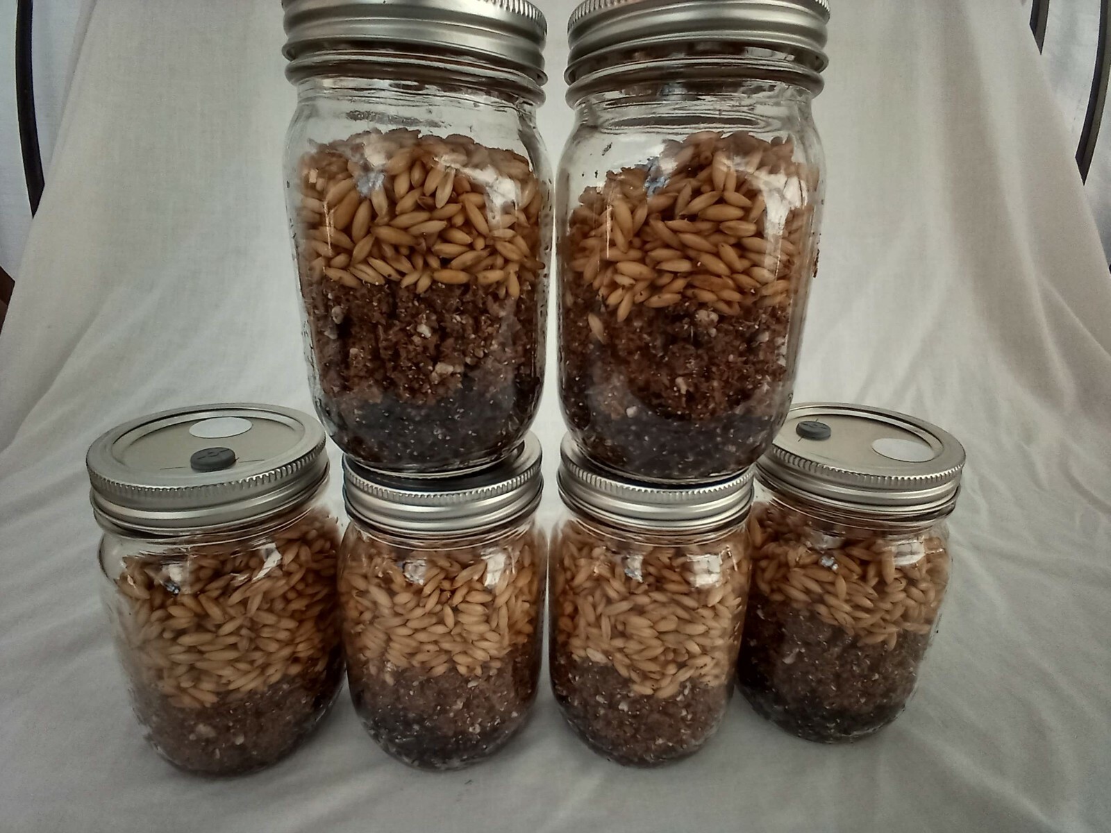 6 PINT Mushroom Jars READY ALL N 1 Sterilized Substrate Grain Grow Fast SHIP [A]