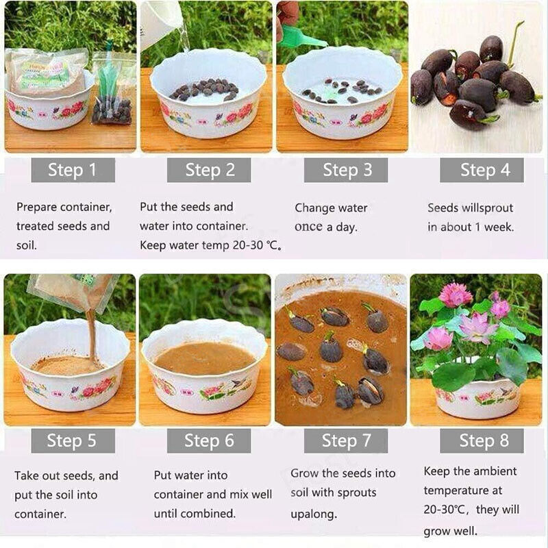 30/90Pcs Seeds Lotus Mix Flower Seed Hand Picked Aquatic Plants Water Garden US