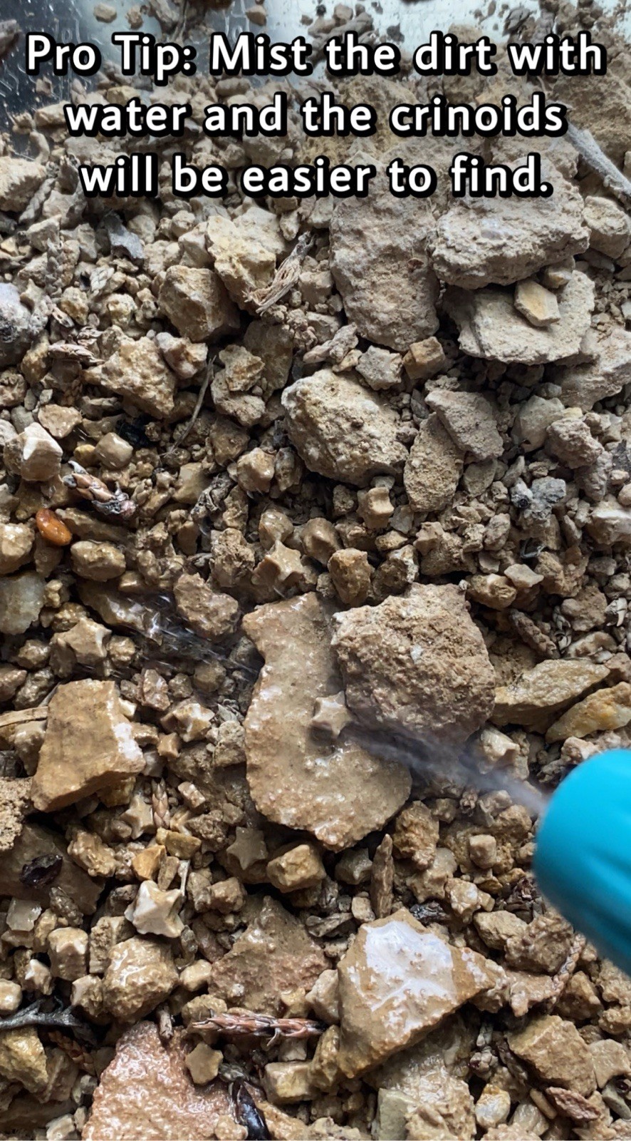 Crinoid Star Fossil Dig Jar