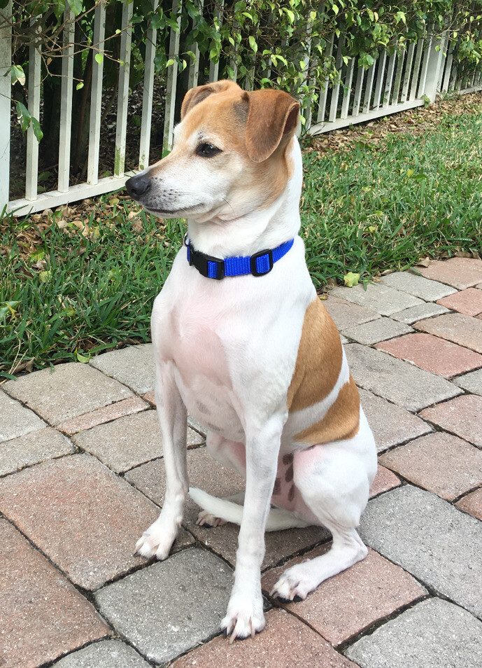 SNOW CREEK - HEAVY DUTY NYLON DOG COLLAR - ADJUSTABLE (MADE IN KY, USA)