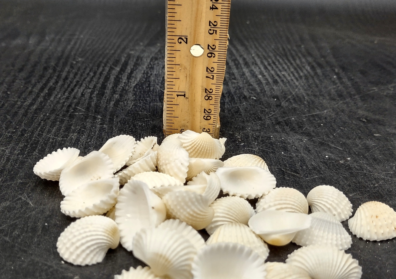White Ark Clam Seashells Andara Granosa (approx. half cup 35+ shells 0.5+ in.)