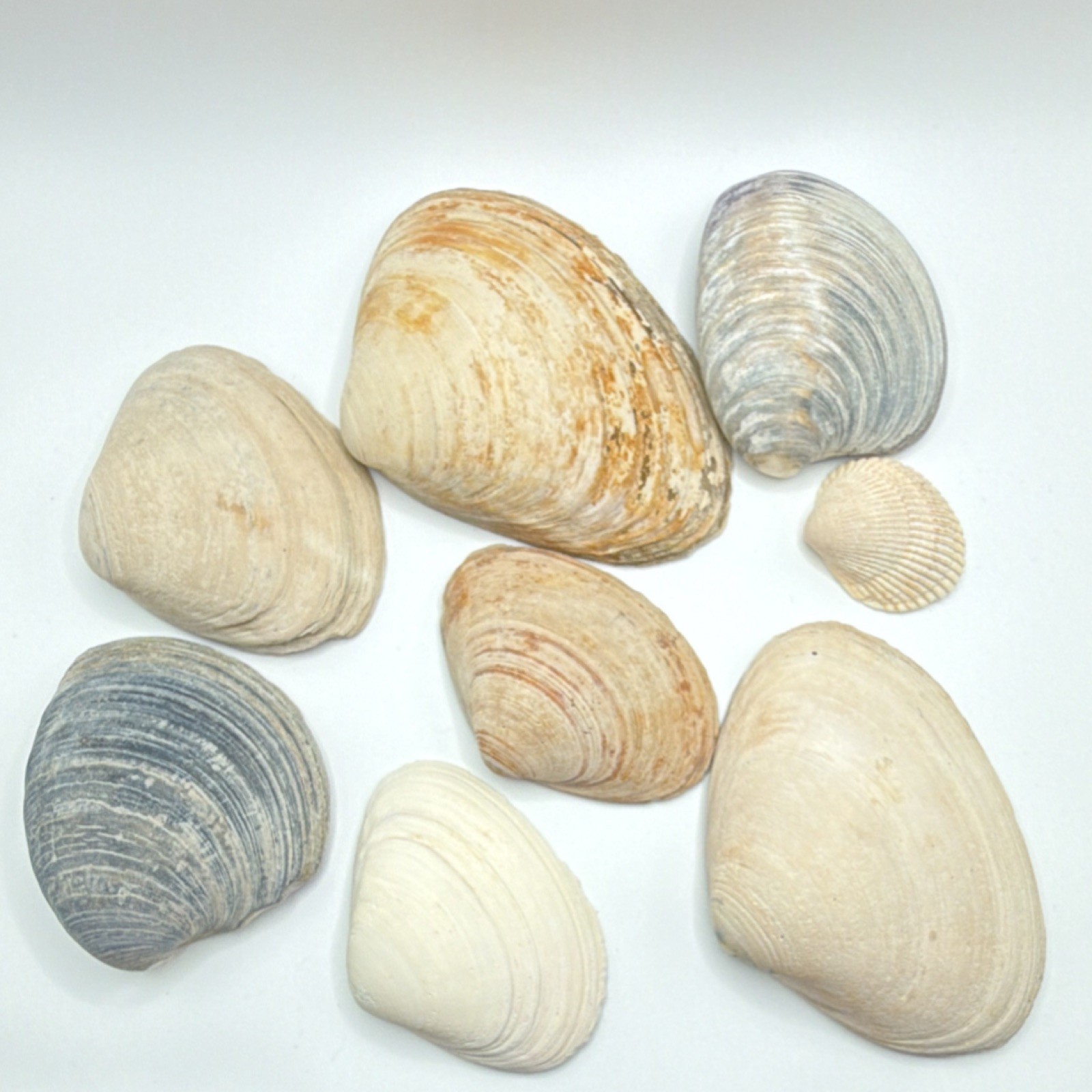 Assorted Natural Clam Shells Lot, Mixed Colors, Includes Painted Shell