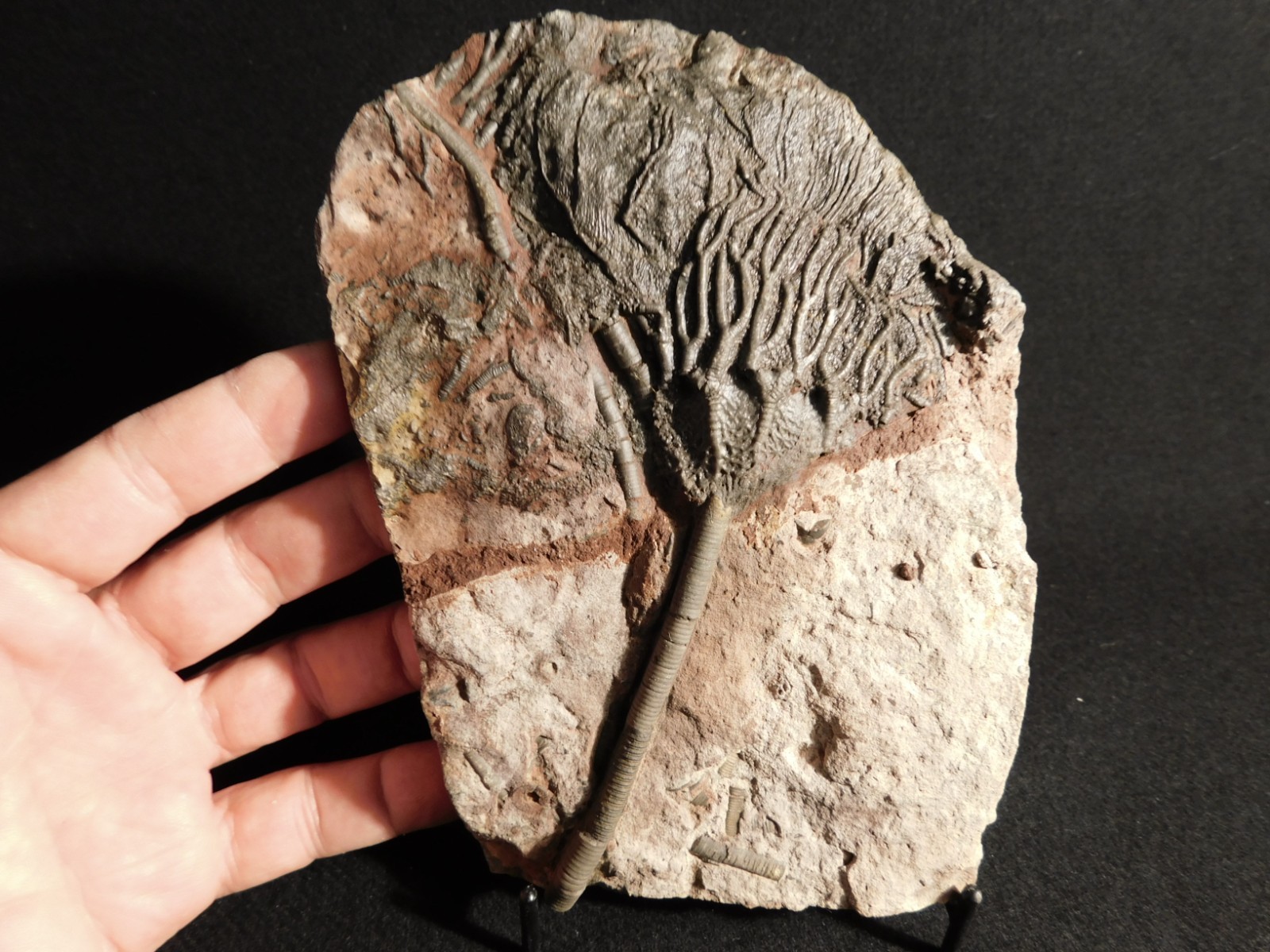 Larger! 430 Million Year Old! CRINOID Fossil or Sea LILY Fossil Morocco 629gr