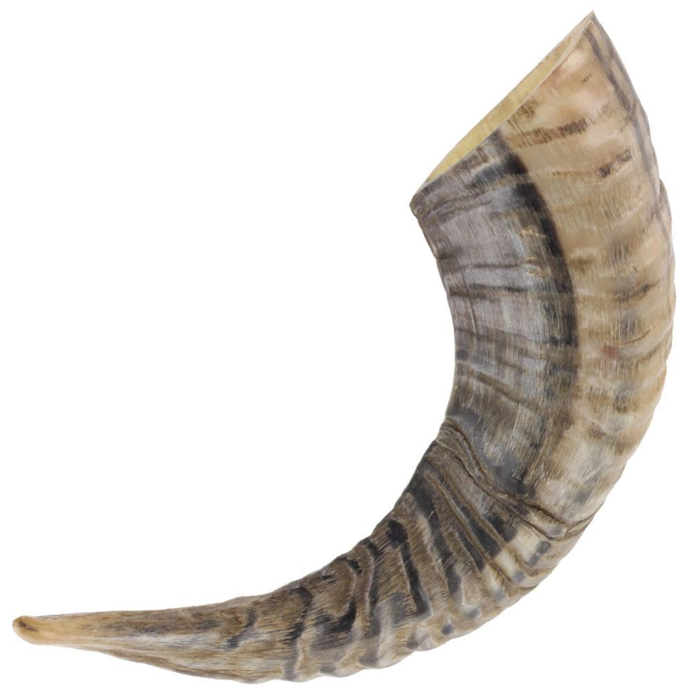 Natural Ram Horn Paperweight, Decorative Home Décor, 10-12 Inches - Novelty Gift