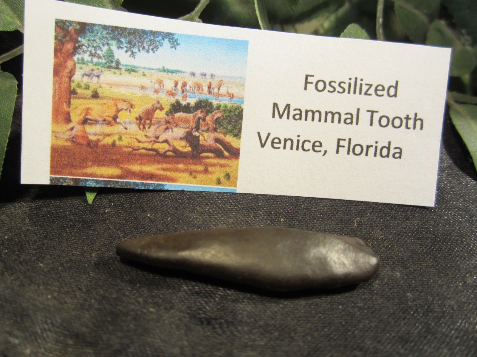 Fossilized Mammal Tooth  Venice, Florida