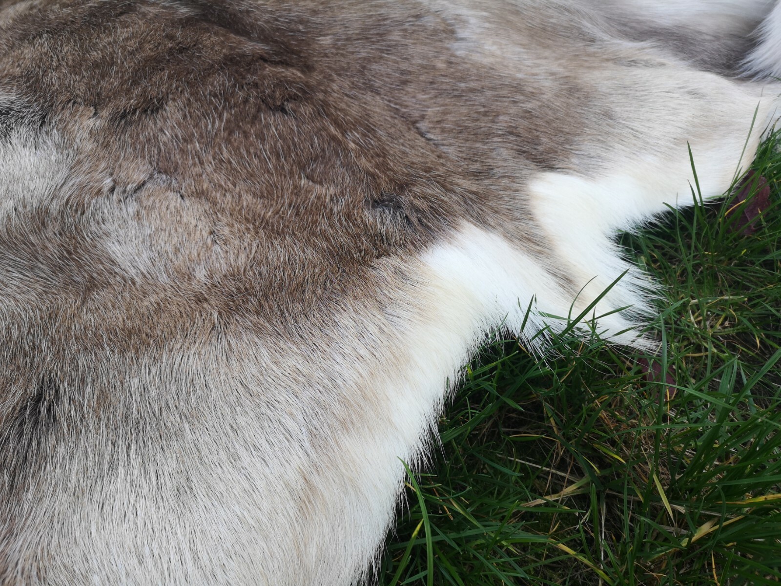 Top Öko XL Rentierfell Rentier Hirsch Fell Orginal Aus Finnland Premium Neu