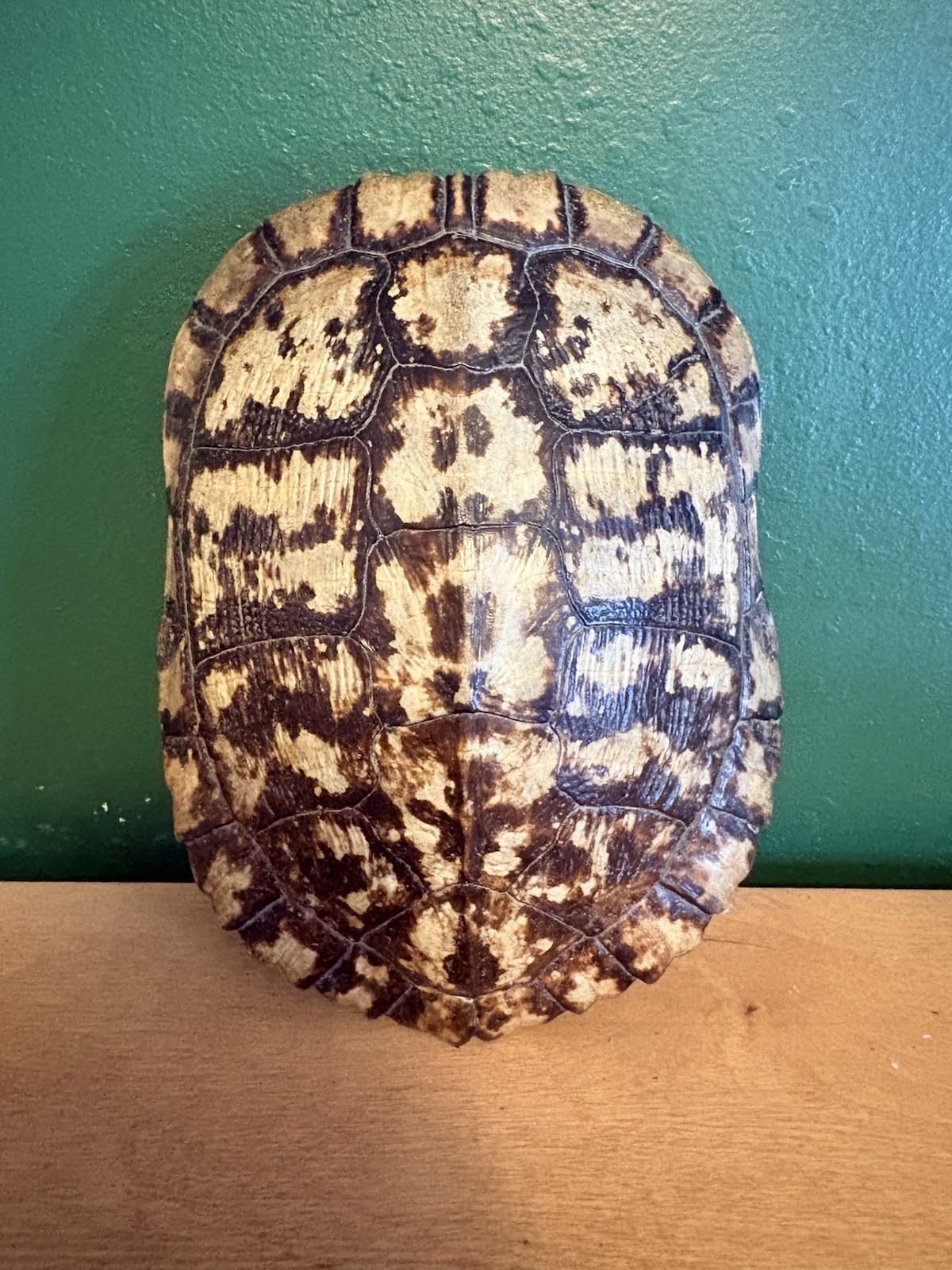 Turtle Shell Taxidermy Small Animal Natural Shell From Animal 7x5x2 in