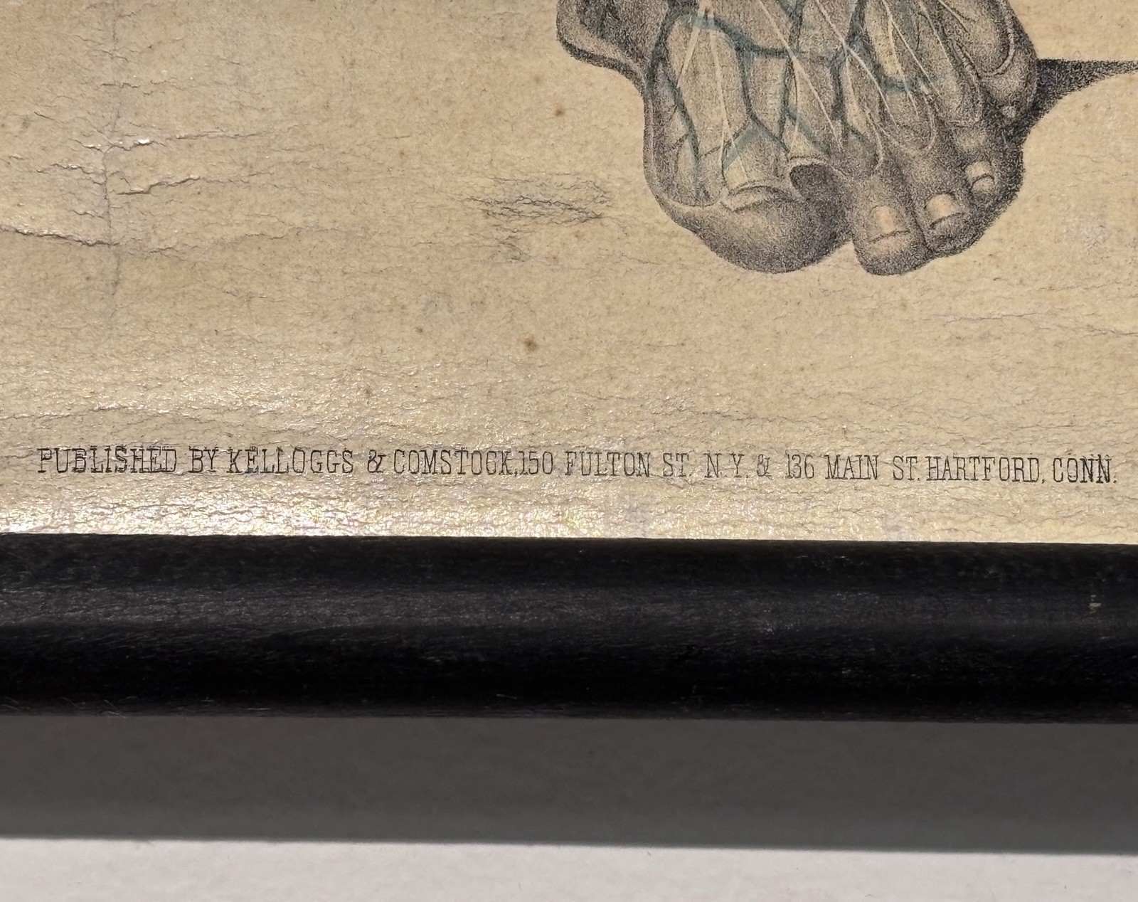 Antique 19th Century Kelloggs Bourgery Jacob Neurology Anatomical School Poster