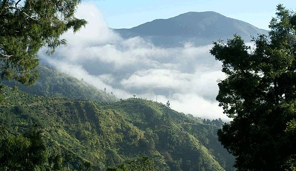 100% Jamaican Blue Mountain Coffee Beans Medium Roasted 5 Pounds in 1 Pound Bags