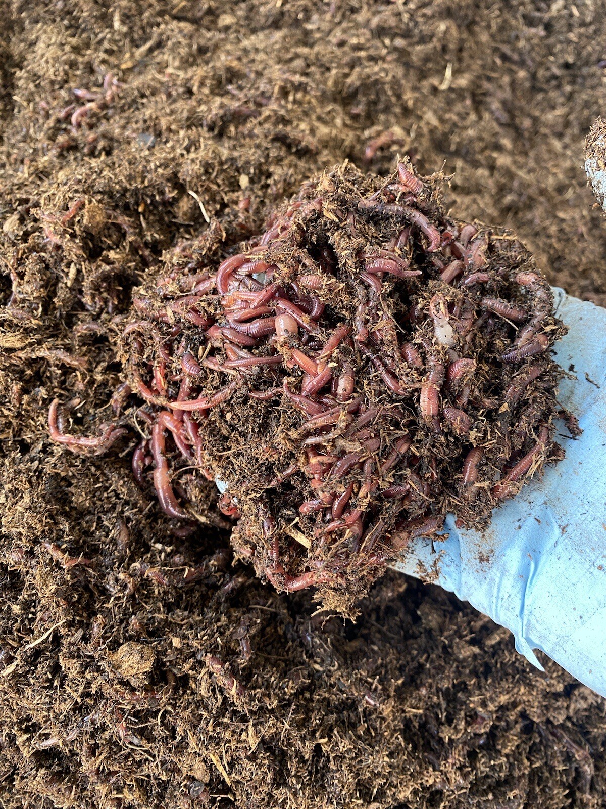 1lb Of Red Composting Worms
