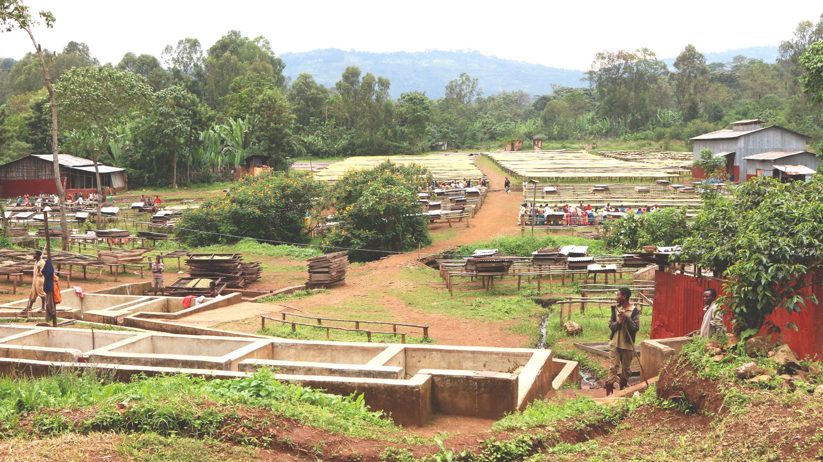 ETHIOPIAN YIRGACHEFFE COFFEE BEANS MEDIUM ROASTED 5 POUNDS