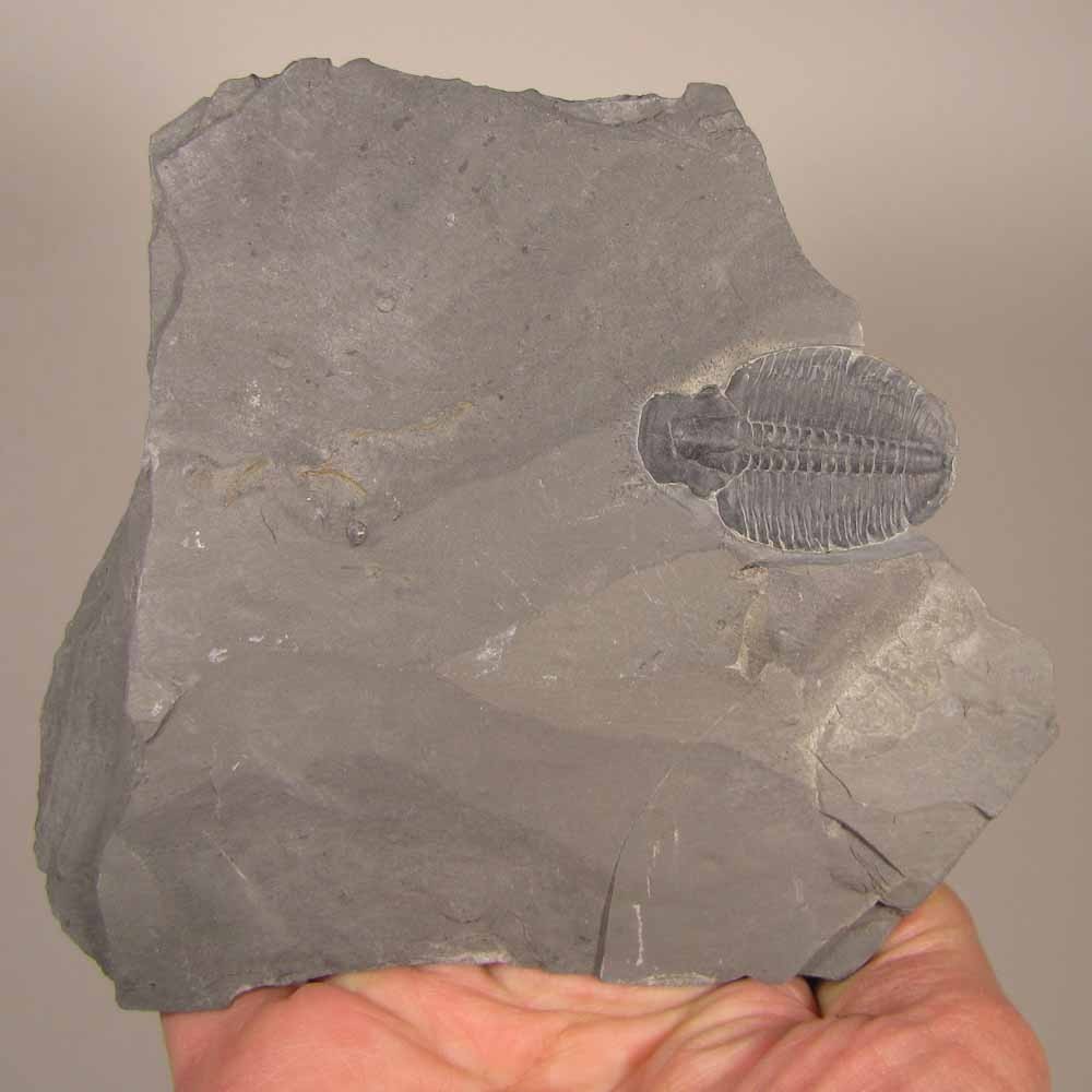 Elrathia Kingi TRILOBITE Fossil in Slate Matrix Rock - Cambrian Period - Utah