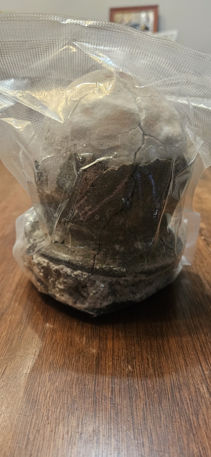 Asin Tibuok Sea salt Dino Egg, Artisana Ea Salt, Bohol Philippines