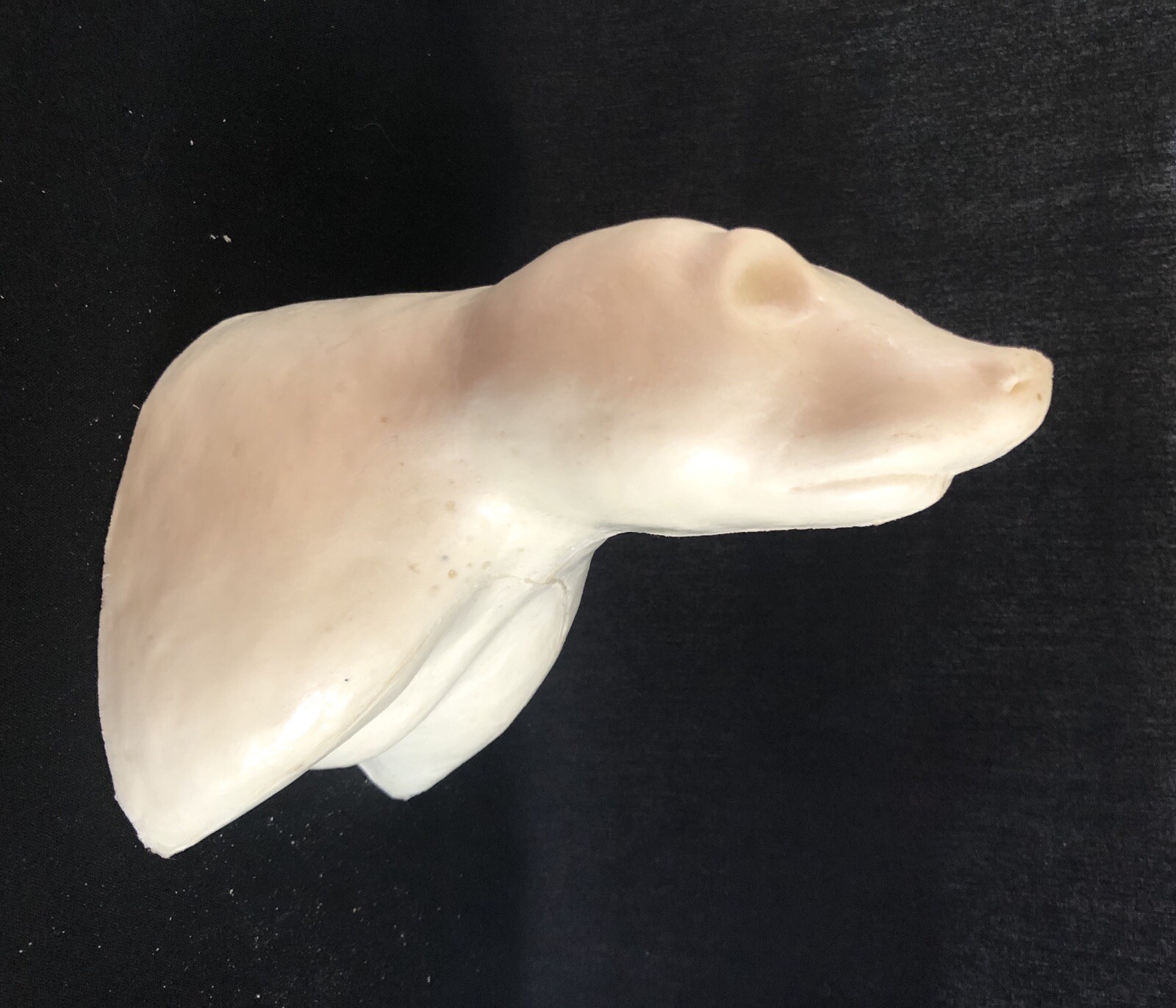 Taxidermy Form Raccoon Shoulder 1 3/4 X 8 1/2 Rt Closed Mouth Mouth