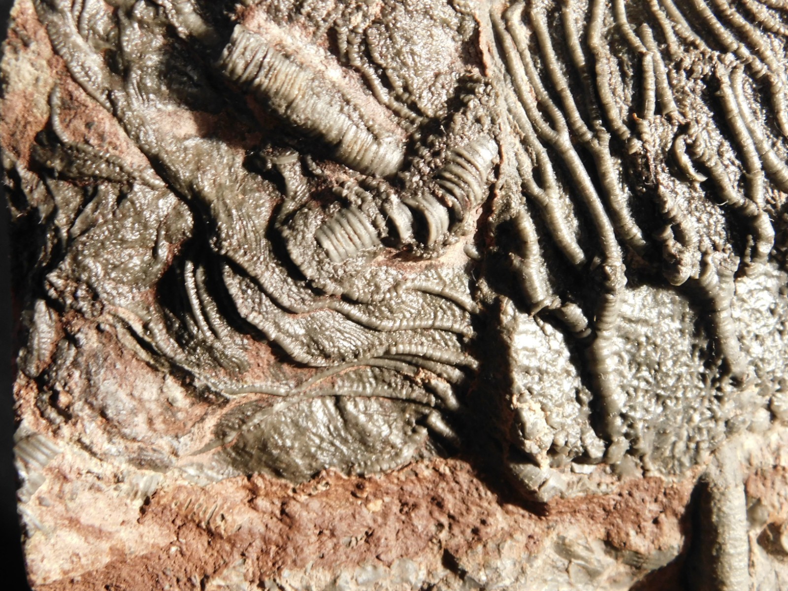 Nice! 430 Million Year Old! CRINOID Fossil or Sea LILY Fossil Morocco 838gr