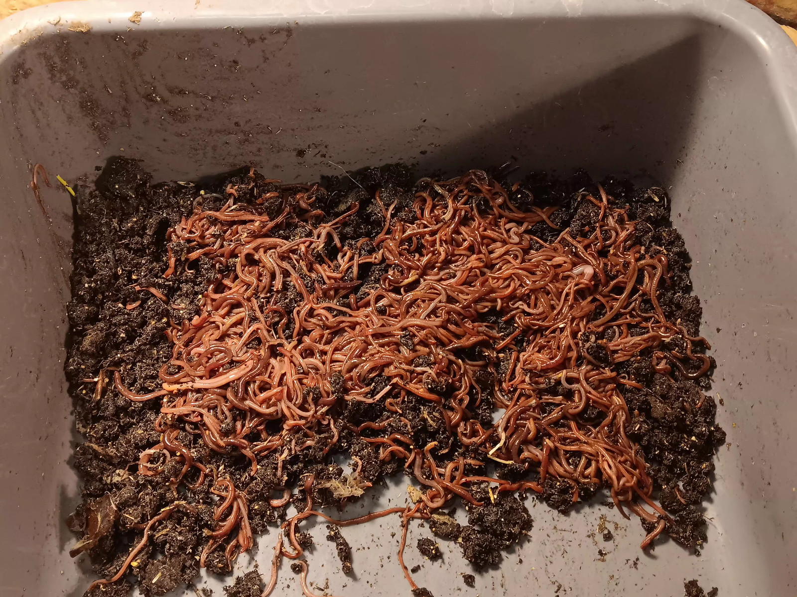 Red Wigglers Worm Blend