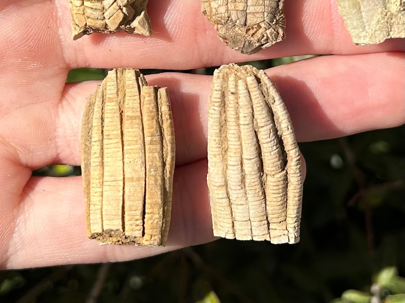 Alabama Fossil Crinoids LOT OF 5 Phanocrinus Bangor Limestone Mississippian Age