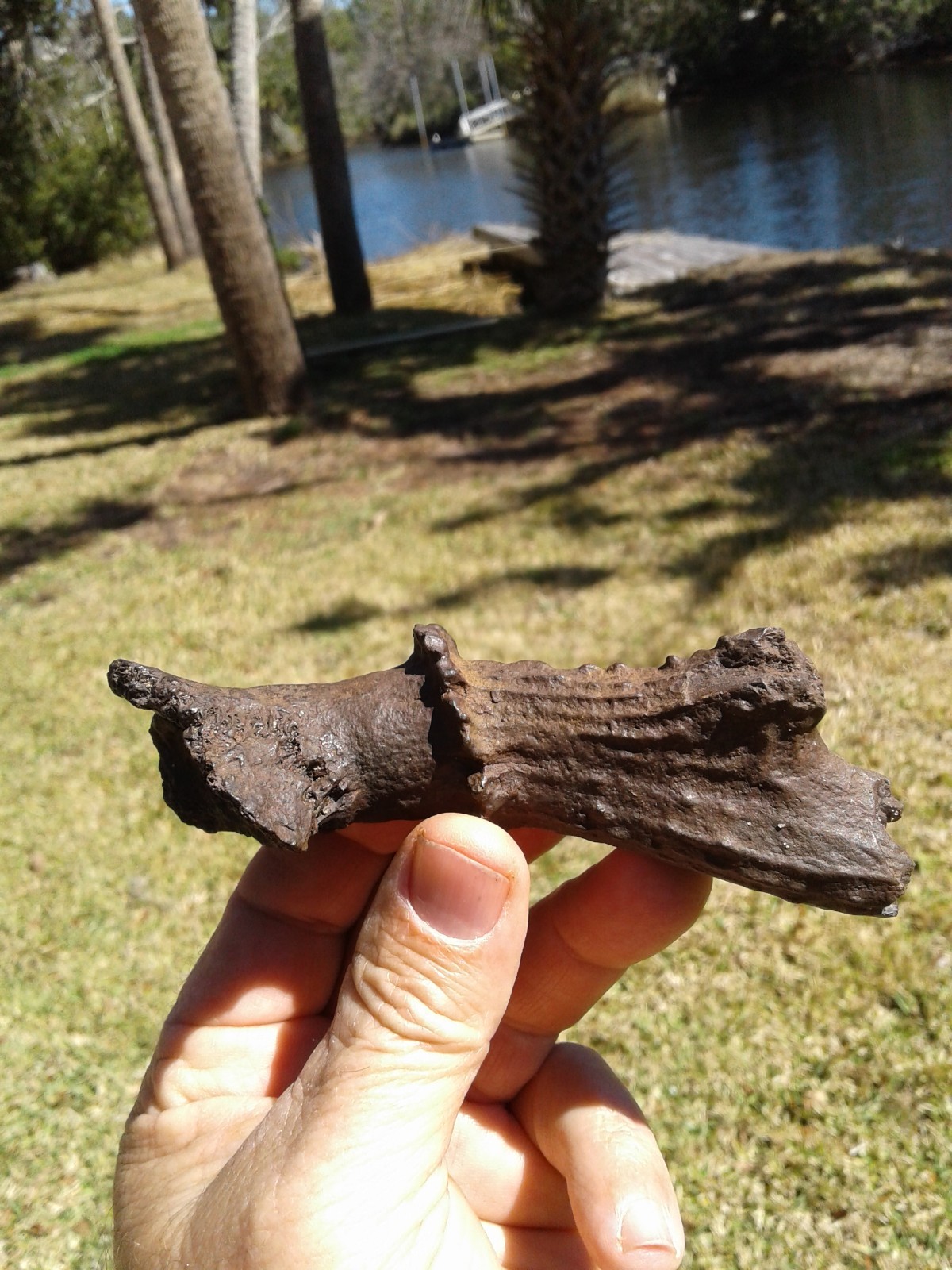 Spectacular High Quality Deer Antler Florida Ice Age Fossil Mammal