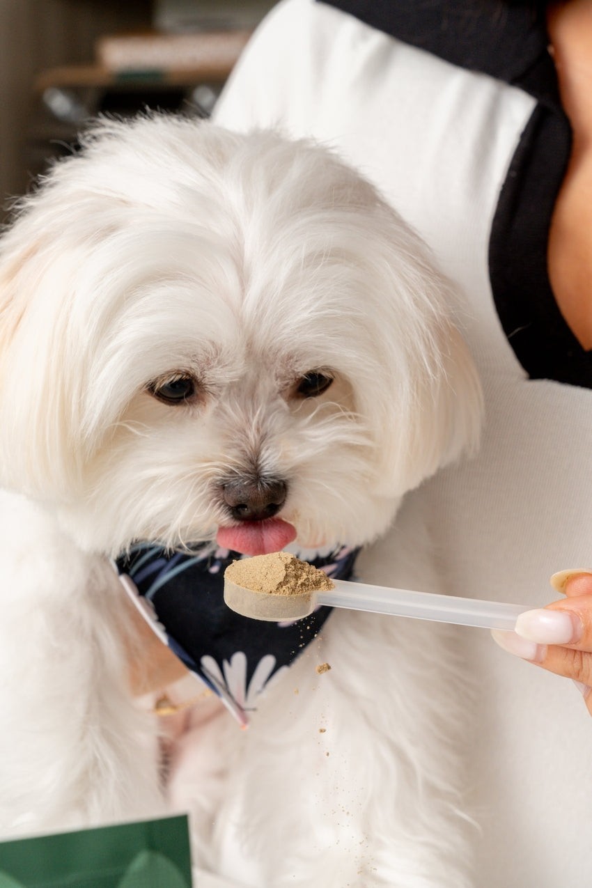 Iron Paws Daily Human-Grade Superfood For Dogs Bag EXP 05/27