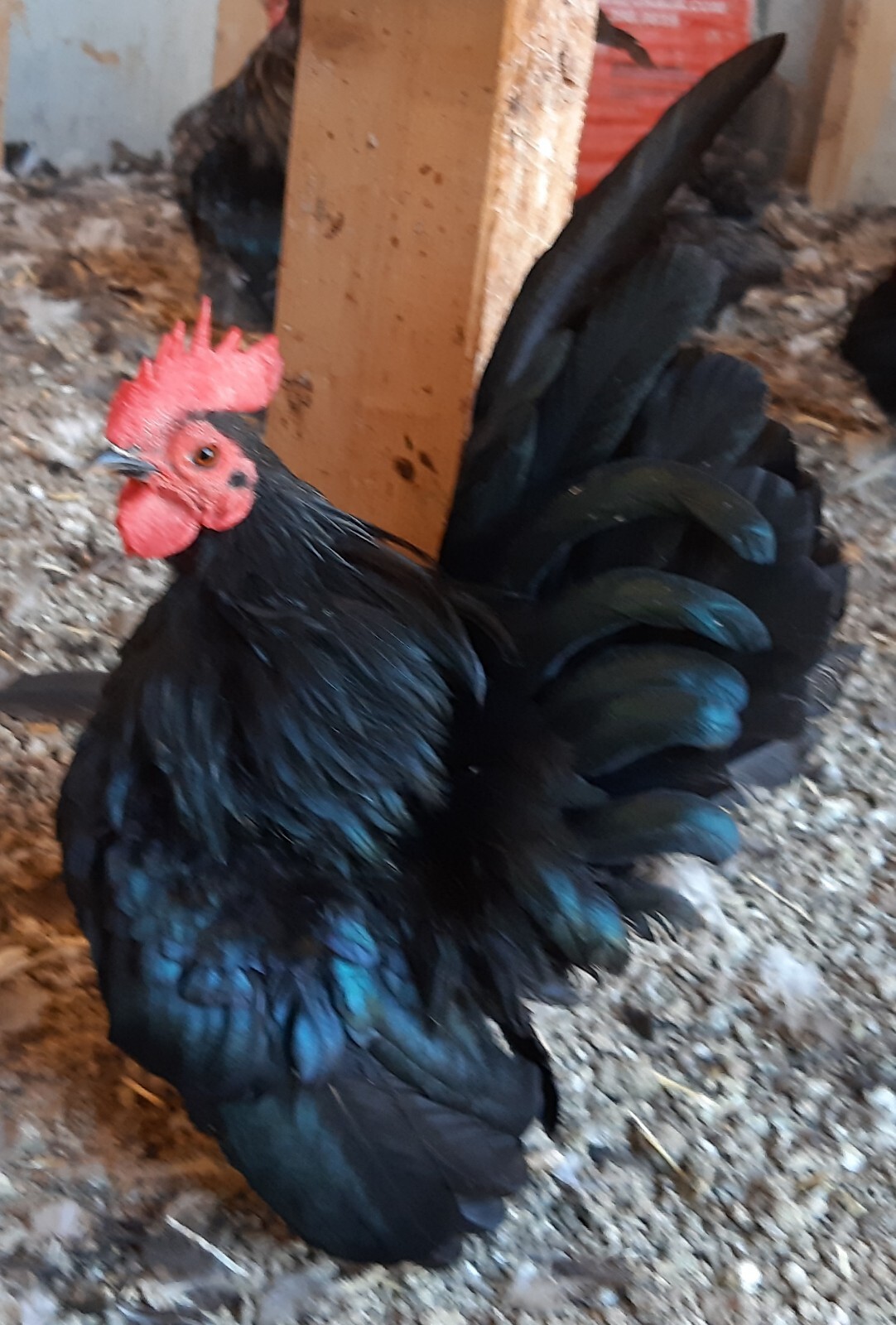 12+Ex NPIP AI CLEAN Pure Serama Micro To B Hatching Eggs MALAYSIAN & TRADITIONAL