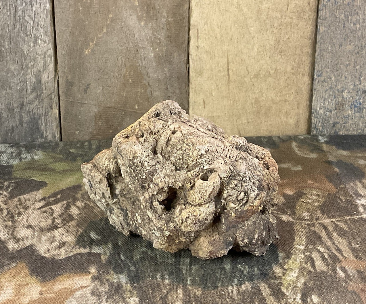 Missouri Druzy Quartz  Fossilized Coral Stone Display