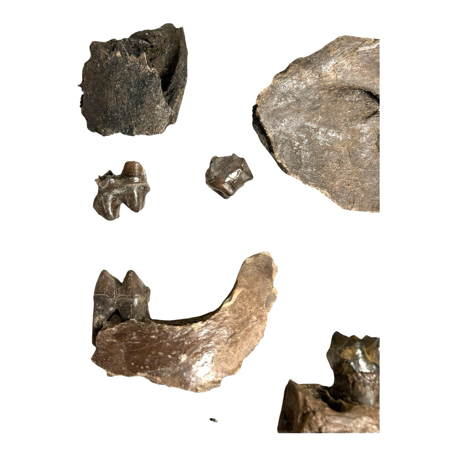 Prehistoric Pleistocene Age Fossilized Tapir Teeth and Mandible Jaw Pieces