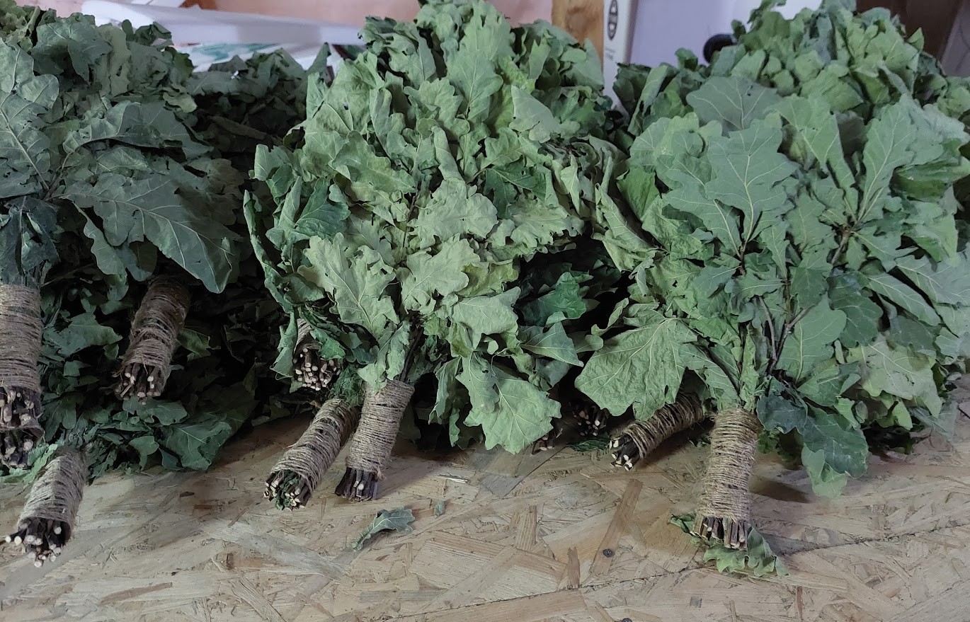 12st Oak brooms+herbs sauna banya venik whisks Eiche eco 2025 Ukrainian free shi