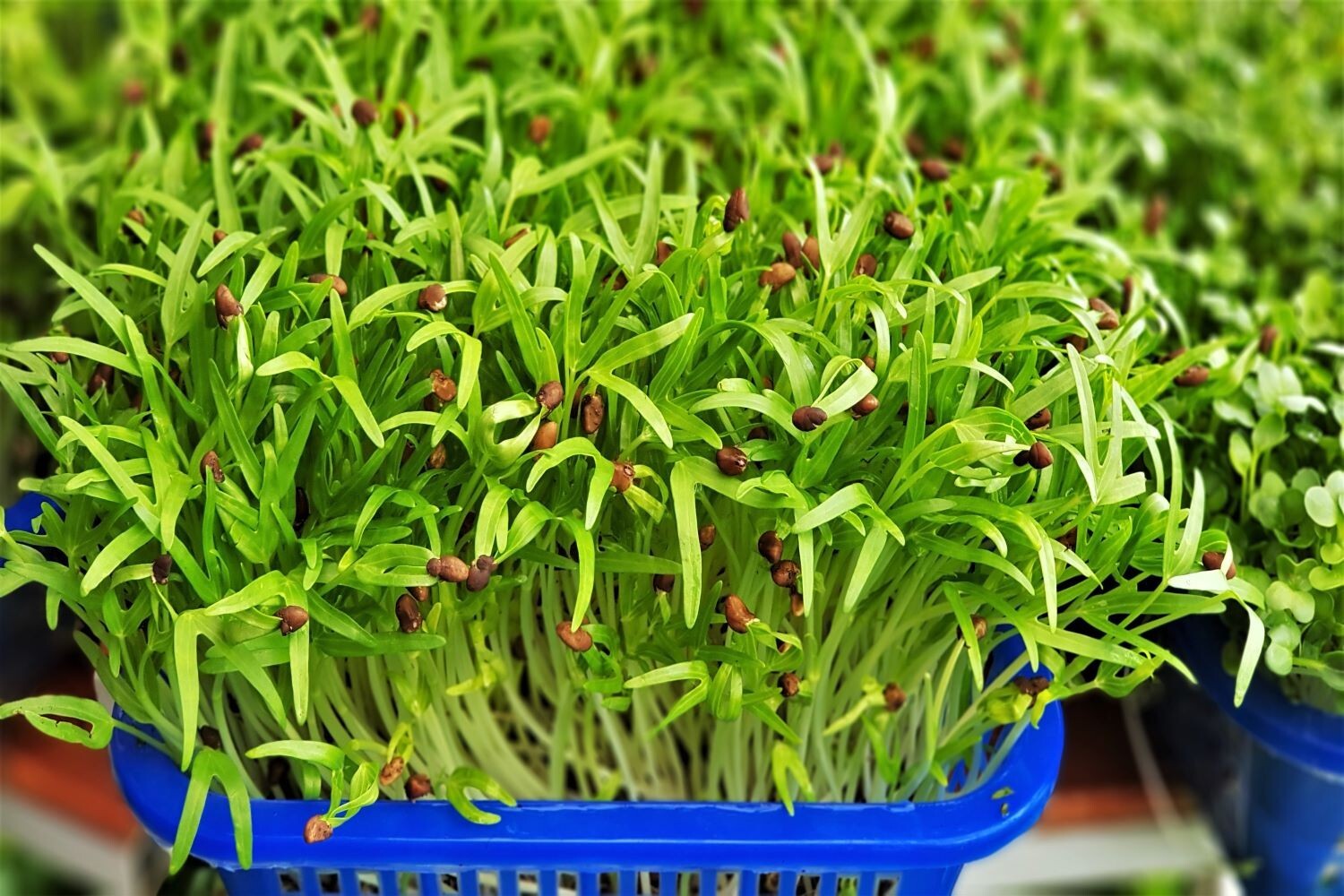 10gram/200pcs+ Water Spinach seeds, Ong Choi seeds, Kangkong Seeds, 柳叶空心菜种子