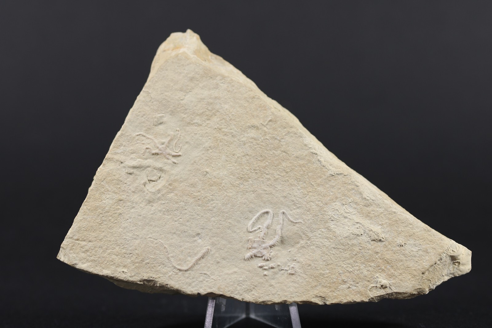 2 Jurassic Brittle Star Fossils Solnhofen Germany COA 5616