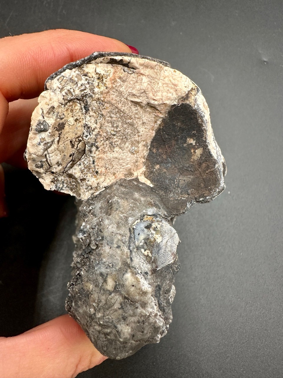 Rare Pleuronautilus aff. malaycus - Late Triassic Norian Timor Indonesia 7.5 cm