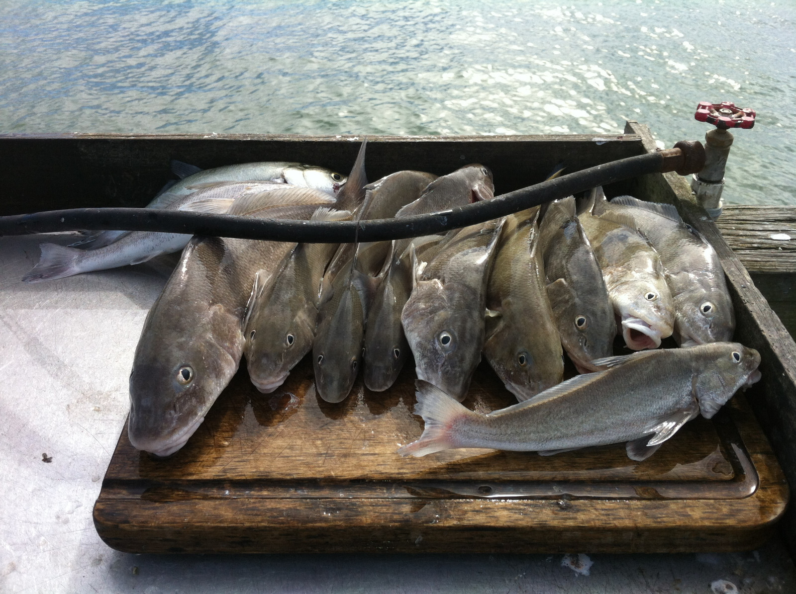 Pompano Candy - Hi-Low Fishing Rigs Bullet Floats Pompano Whiting Snappers