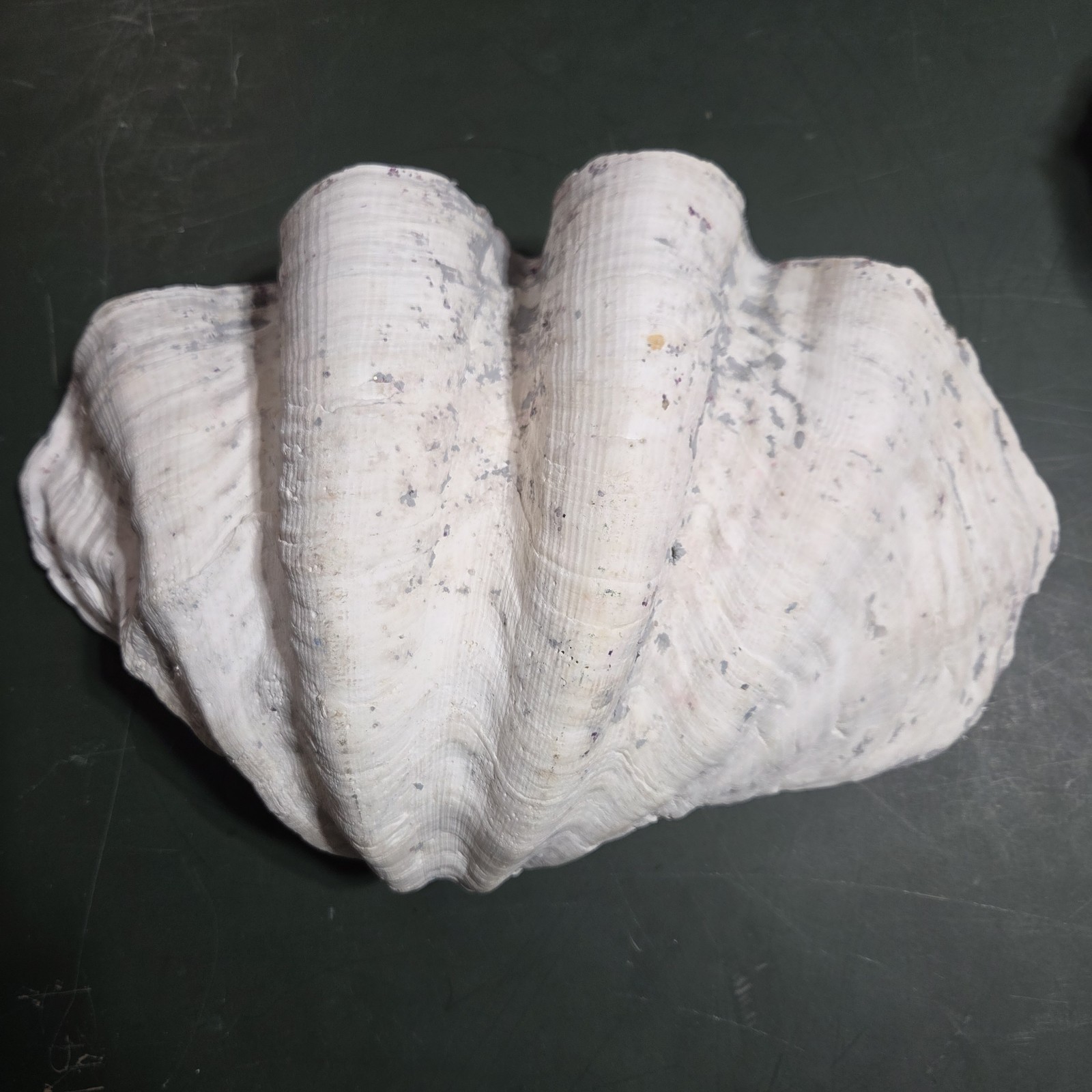 REAL 15½" Natural Giant Clam Shell Tridacna Gigas Sea *AND* 10" Giant Clamshell