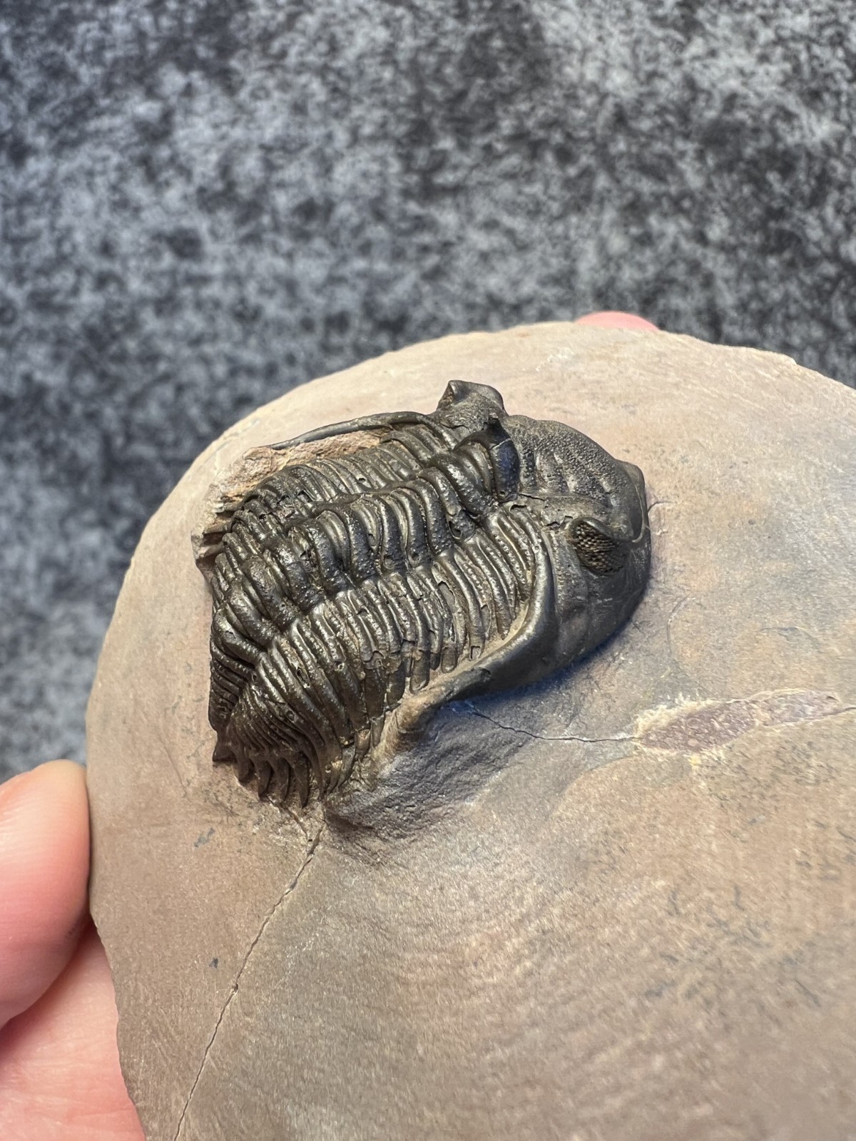 Metacanthina issoumourensis Trilobite Fossil – Collector Specimen