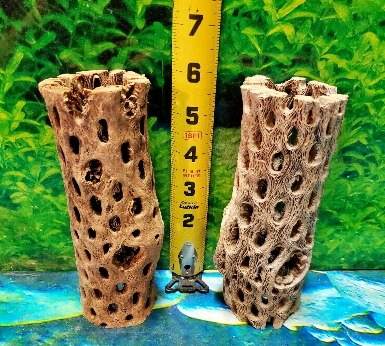 2 pcs of 6" inch TEDDY BEAR CHOLLA Wood Cactus | Aquarium, Terrarium Cave Tunnel