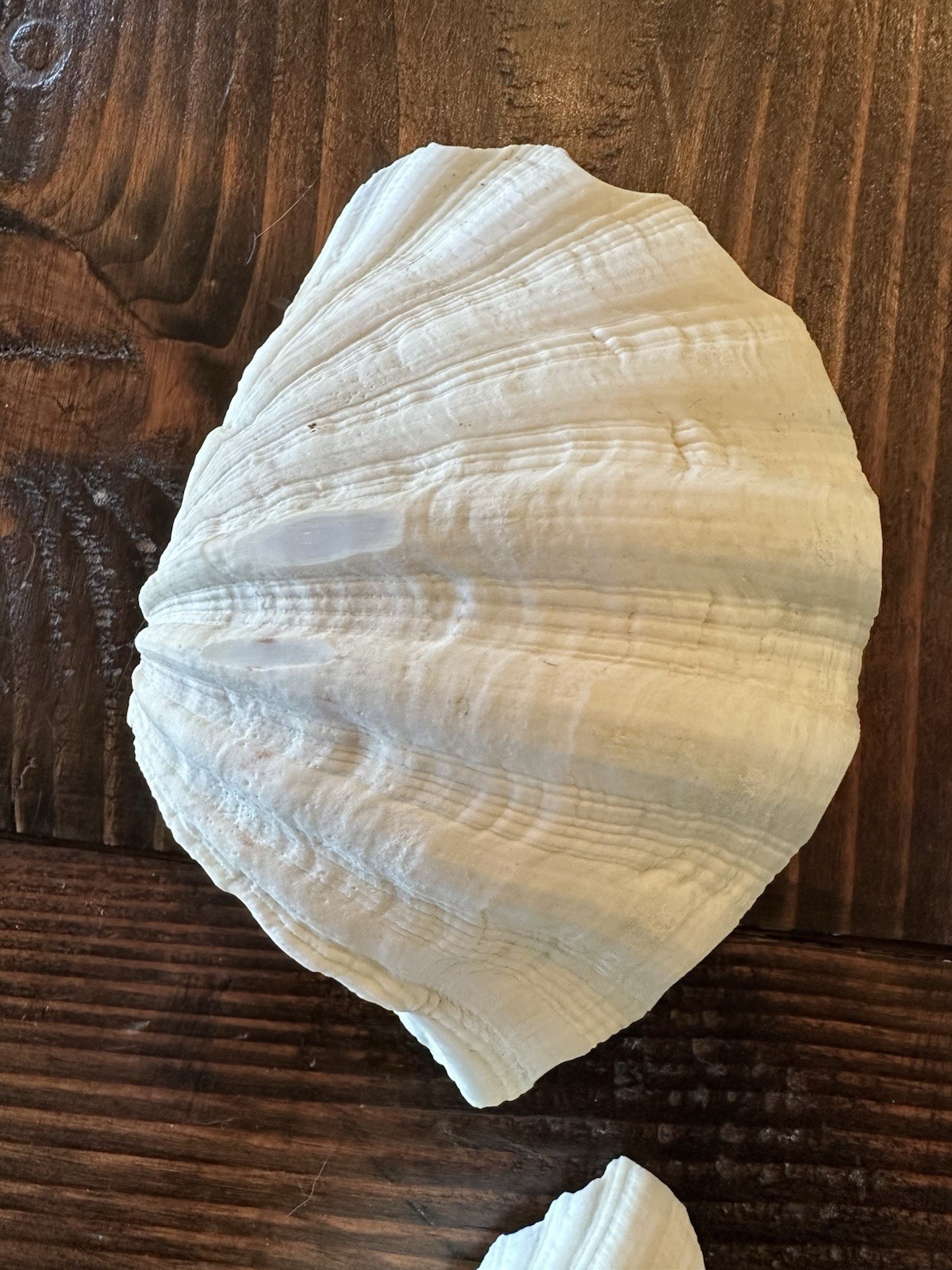 Set Of 6 TRIDACNA GIGAS(?) Clam Sea Shells Half 6” x 4” BEAR PAW Nautical Ocean