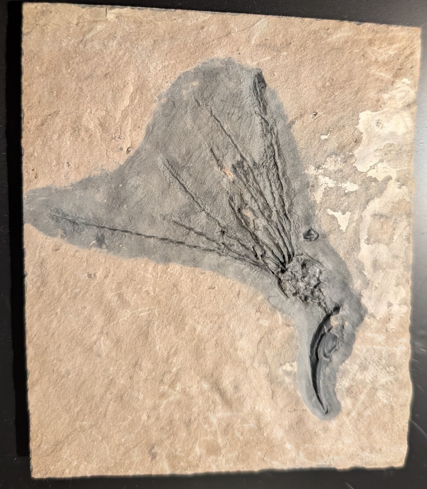 Gogia granulosa Fossil Wheeler/Marjum Formation, Utah Cambrian Proto-echinoderm
