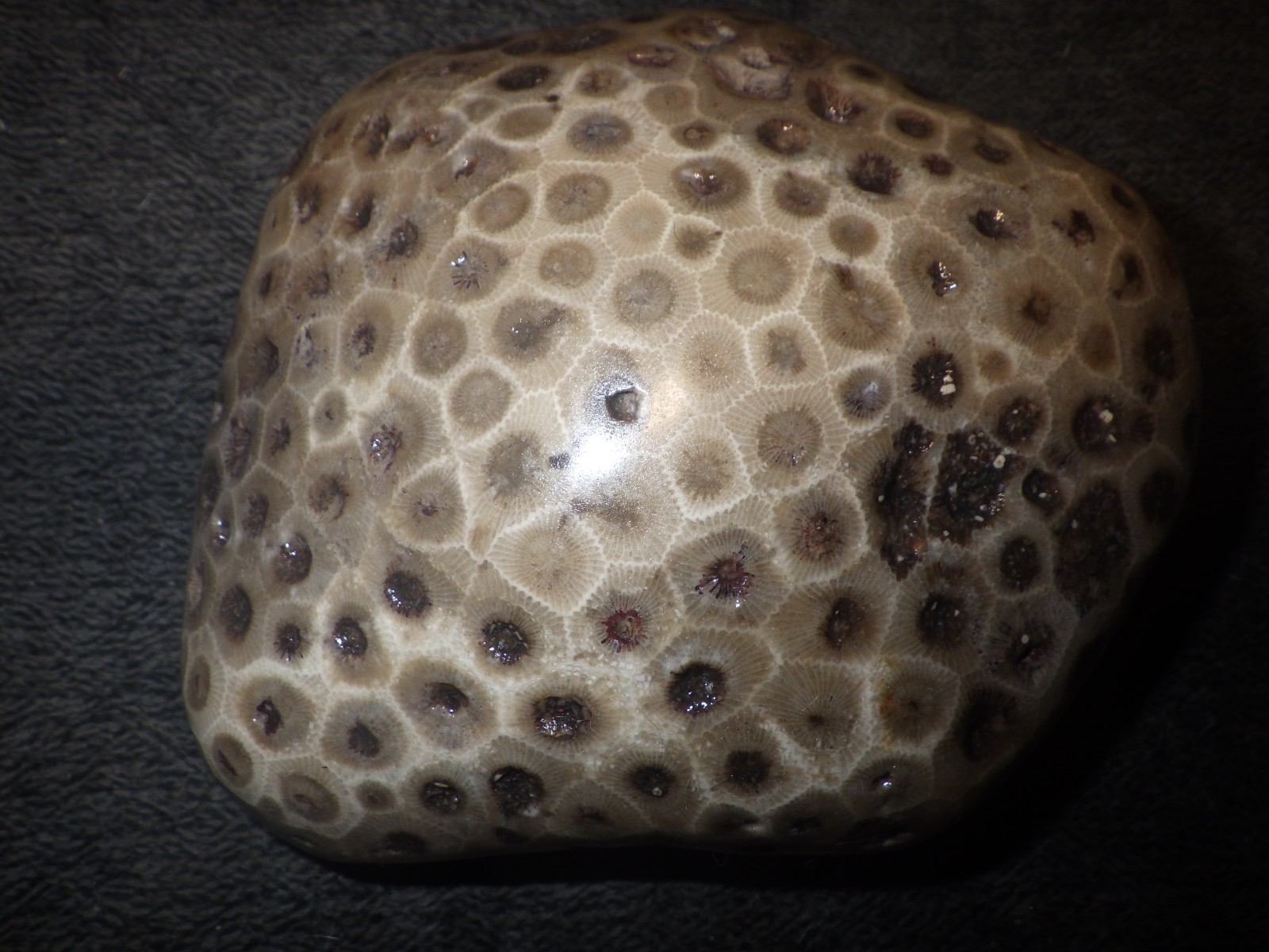 Polished Petoskey Stone 1 lb 6.3 oz